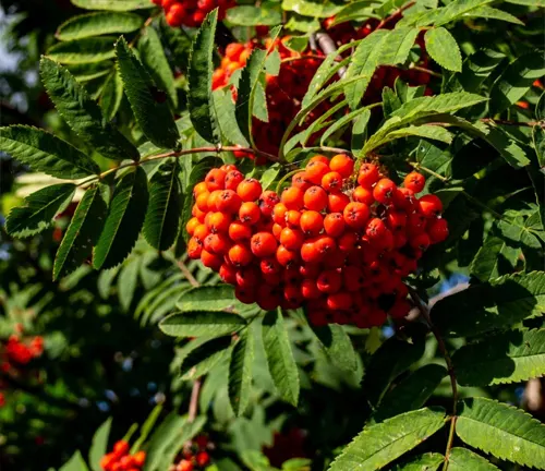 Close-up of a cluster of red berries on a Rowan tree