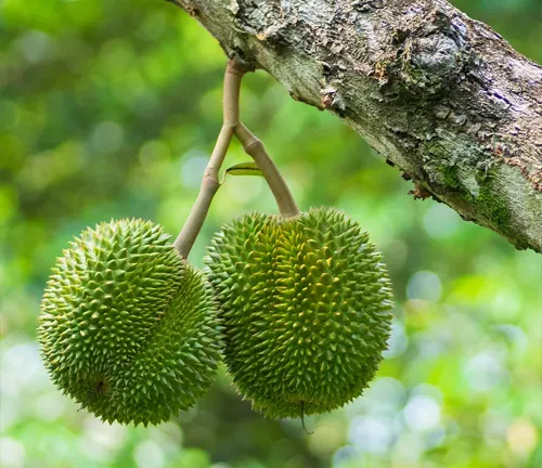 Two green, spiky durian fruits hanging from a rough, brown tree branch