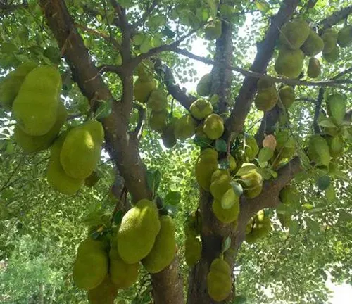 Jackfruit tree with green jackfruits