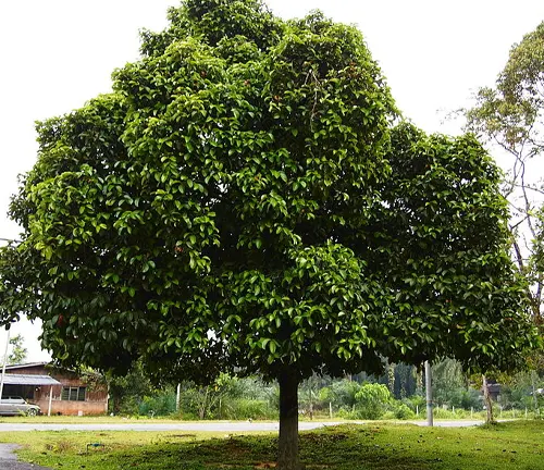 Large Mangosteen tree with green leaves in a grassy area, building in the background