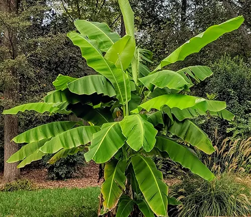 Banana tree with large green leaves in a garden setting