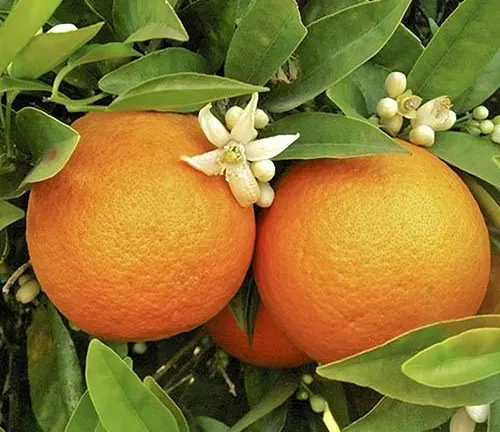 Close up of two ripe oranges on a tree surrounded by leaves and flowers