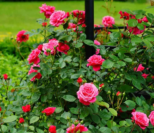 Rose plant with blooming pink flowers in a garden setting