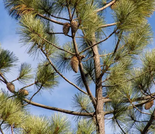 Close-up of a Big Cone Pine Tree with large pine cones hanging from its branches against a clear blue sky