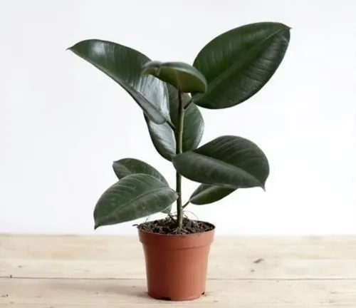 This is an image of a glossy, dark green potted plant against a white background.