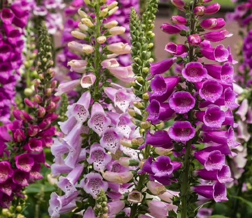 Close-up of pink and purple Foxglove flowers in a garden
