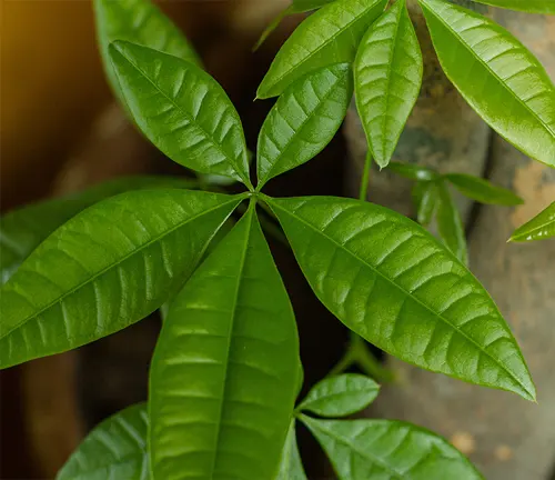 Close-up of glossy green leaves in a star-like pattern.