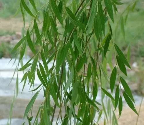 Close-up of slender green leaves in a cascading arrangement.