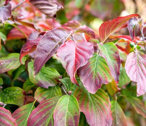 Dogwood Tree