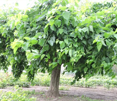 Large green-leaved tree in a garden.