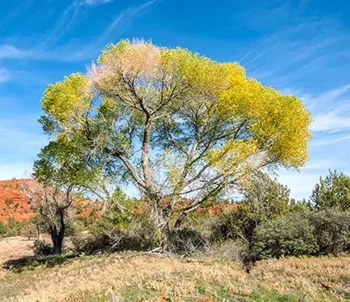 Yellow-leaved tree in a dry field under a blue sky.