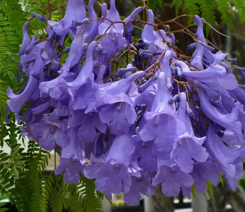 Jacaranda Tree