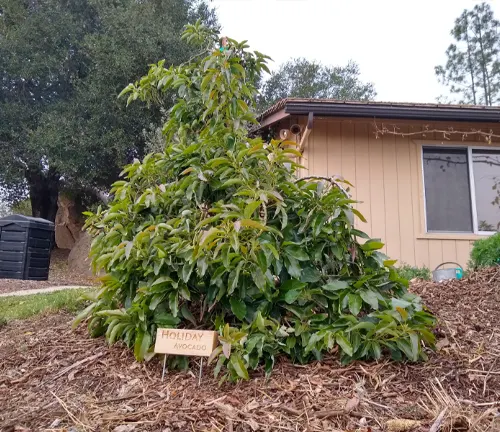 Avocado Tree