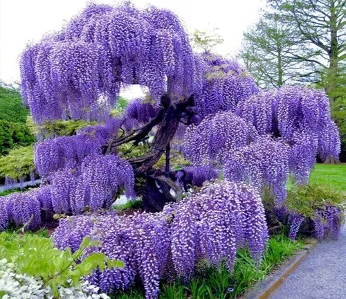 The Great Purple Wisteria  Purple wisteria, Wisteria tree, Wisteria japan