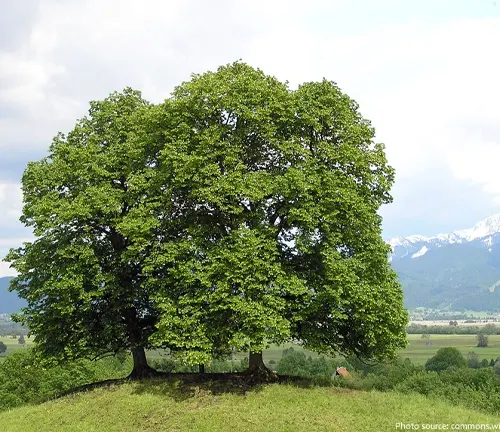 Green linden tree in a field with distant mountains.