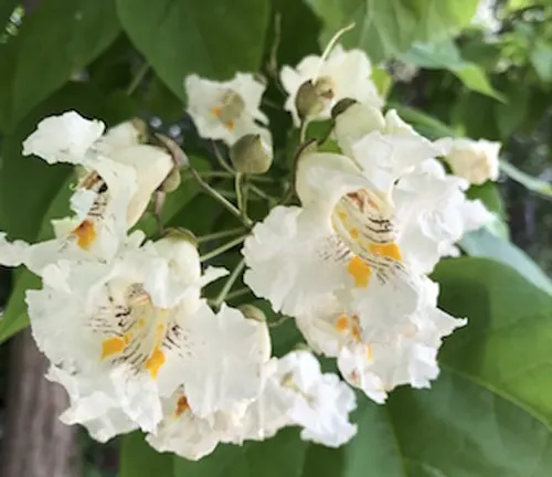 Cluster of white Catalpa tree flowers on a branch.