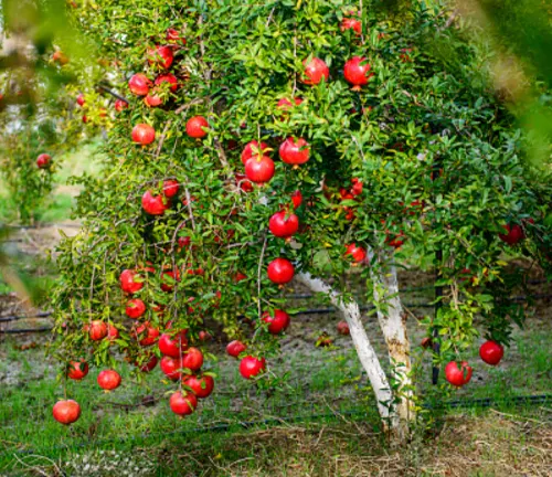 Pomegranate Tree with red pomegranate