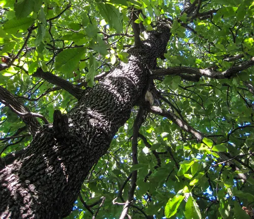 Tree trunk and branches with green leaves against blue sky.