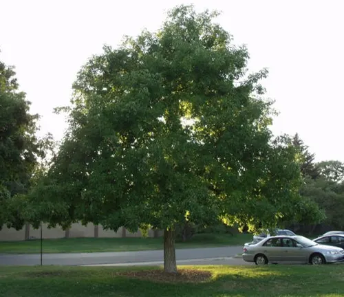 Buckeye Tree in a park with cars parked nearby.