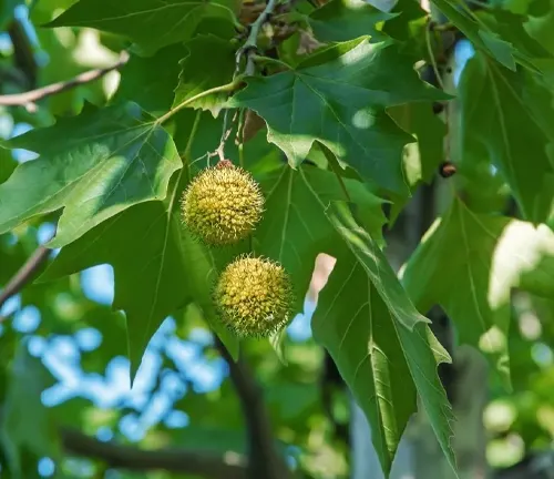 Two spiky green balls hanging from a tree branch.