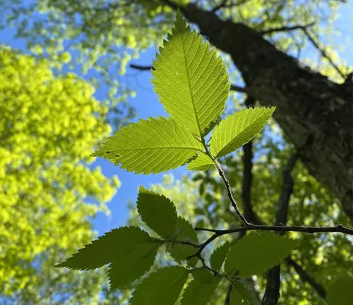 Close-up of a light green leaf against a blurred blue sky background.