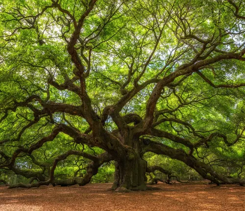 Botanical Beauty of Angel Oak Tree