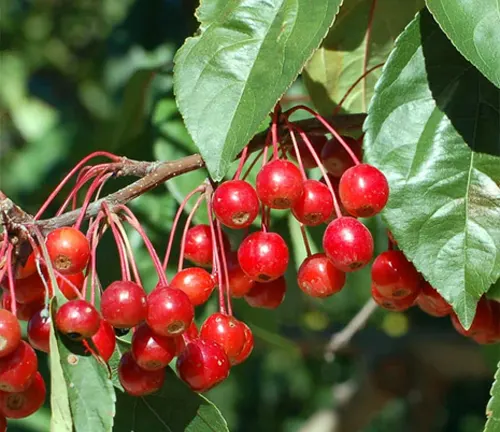 Bright red cherries on a green leafy branch.