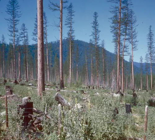 Forest scene showing the impact of tree cutting, emphasizing the importance of sustainable practices
