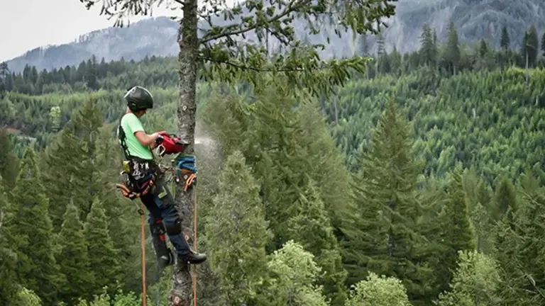 Person in green shirt and helmet climbing a tree with a mountainous background.