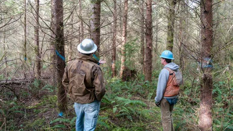 Two professionals inspecting a forest for sustainable management practices