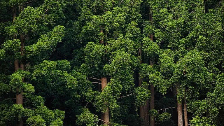Aerial view of a dense, sustainably managed forest