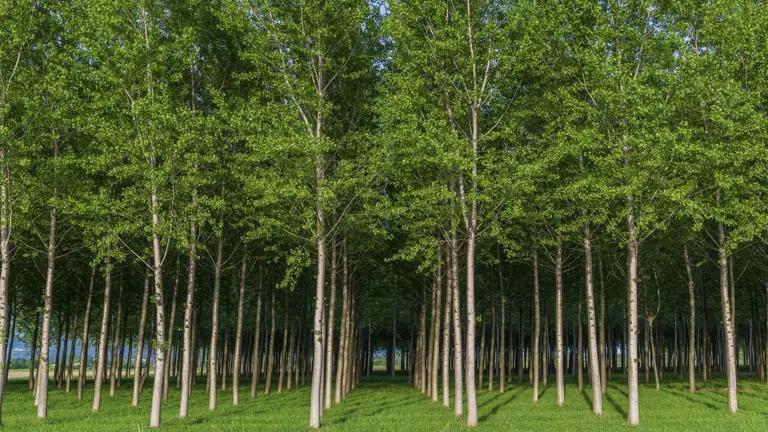 Tree farm showcasing sustainable forest management practices