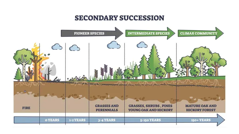 Illustration of secondary succession in forest management, depicting species progression over time