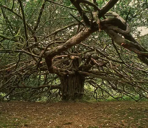 Large gnarled Yew tree in forest