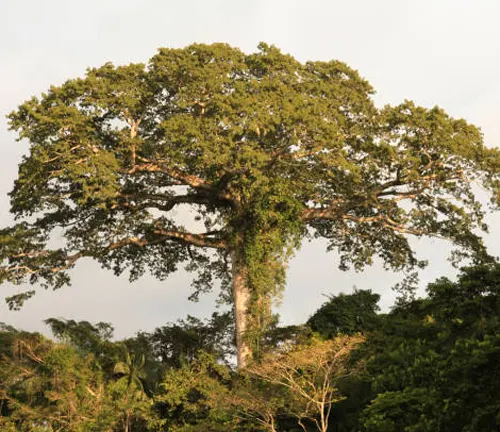 Kapok Tree Plant Care: Water, Light, Nutrients