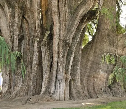 Close-up of Tule Tree’s massive trunk.