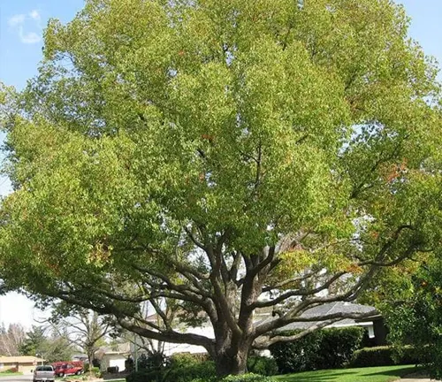 Large Camphor tree in a residential area.