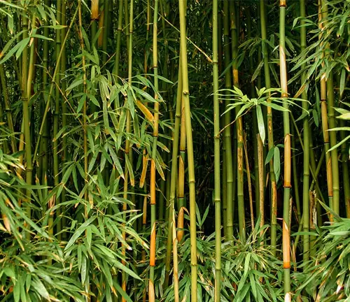 Close-up of yellow-stemmed bamboo tree.