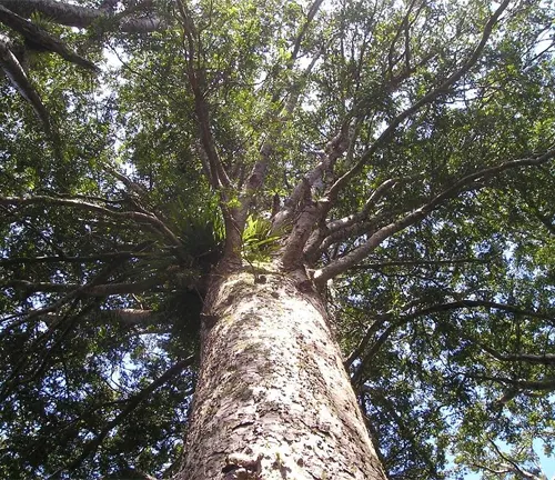 Kauri Tree trunk against blue sky