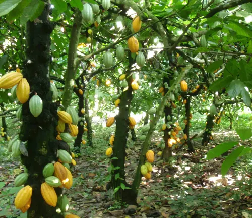Cacao trees with yellow and green pods in forest.