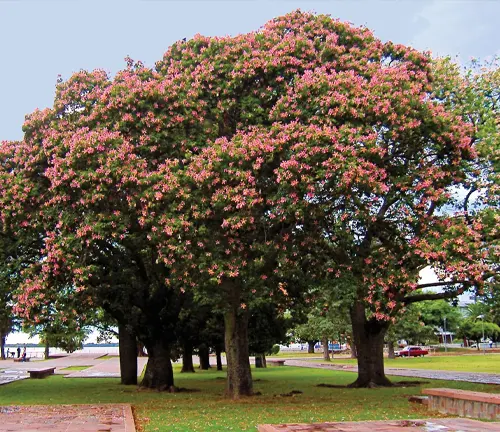 Silk Floss Tree in park.