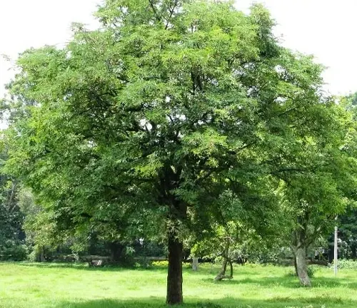Tamarind Tree in park setting.
