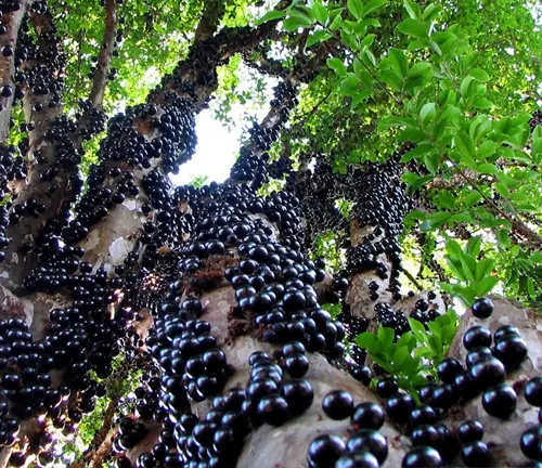 Jabuticaba tree with fruit clusters against blue sky