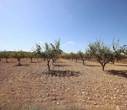 Field of almond trees in Valencia, Spain