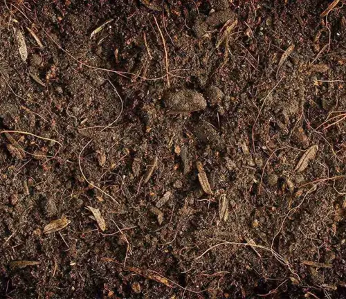 Close-up of rich, organic soil