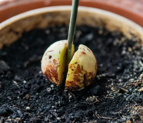 Sprouting Fuerte avocado seed in a pot of soil.