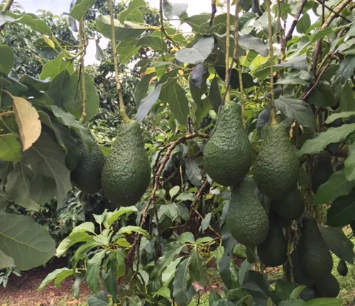 Close-up of Pinkerton Avocados on tree branches
