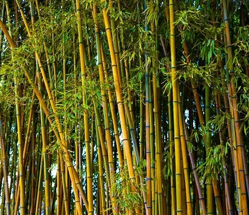 Close-up of a cluster of Golden Bamboo stalks with green leaves