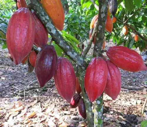 Close up of Criollo Cacao pods hanging from tree