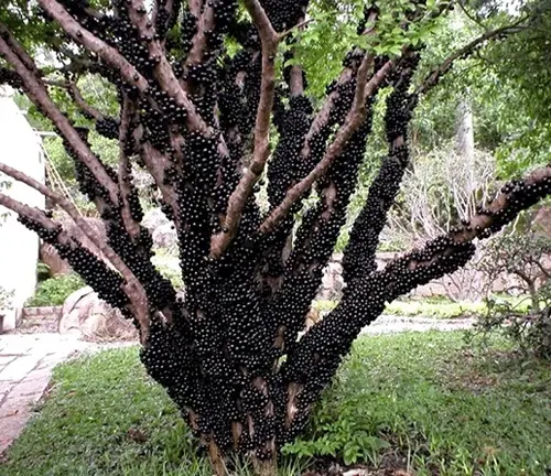Sabará Jabuticaba tree with black fruit